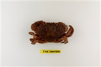 藏品(疣粒團扇蟹)的圖片